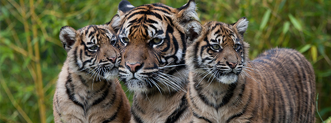 uitje burgers' zoo